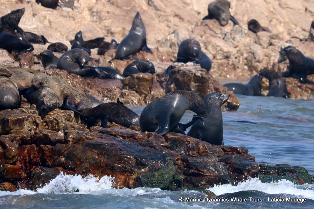 cape fur seal, whale watching, gansbaai, south africa