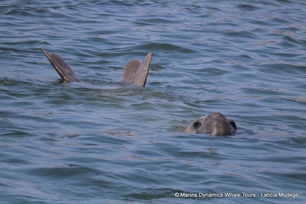 elephant seal, whale watching, gansbaai, south africa