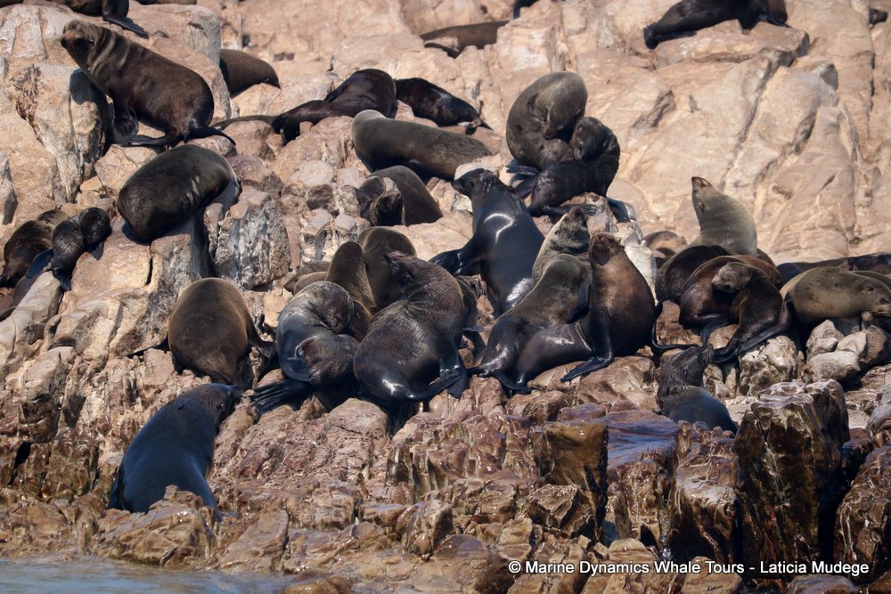 cape fur seal, whale watching, gansbaai, south africa