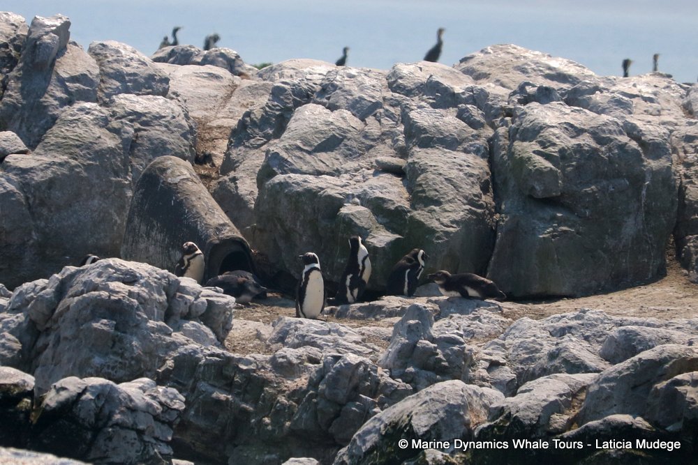african penguin, whale watching, gansbaai, south africa