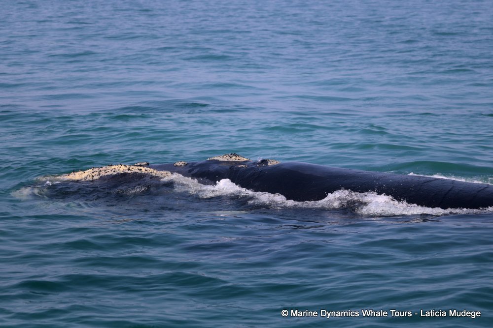 Southern right whale, whale watching, gansbaai, south africa,