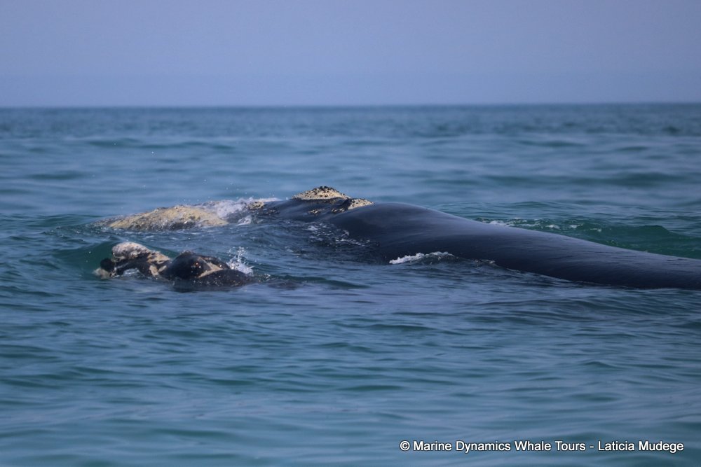 Southern right whale, whale watching, gansbaai, south africa,