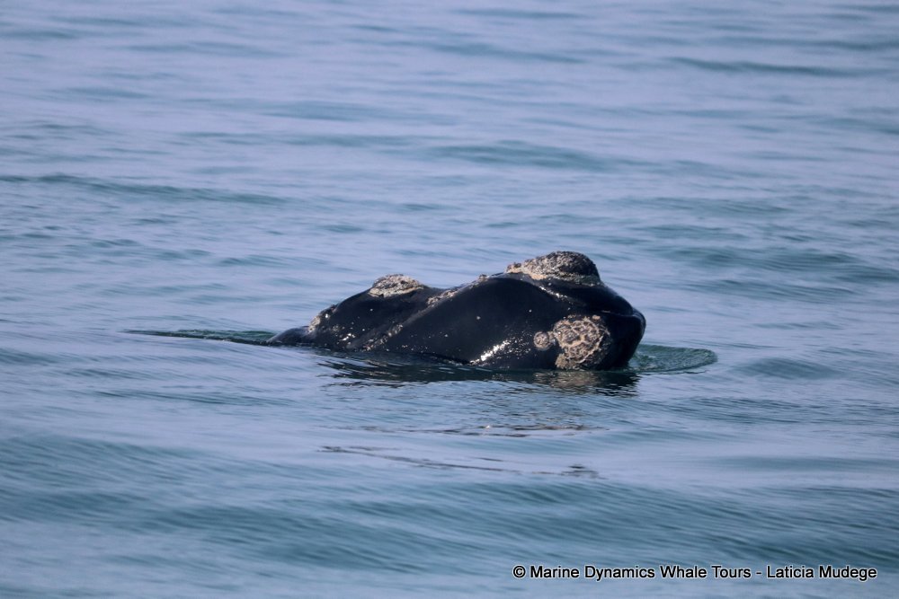 Southern right whale, whale watching, gansbaai, south africa,