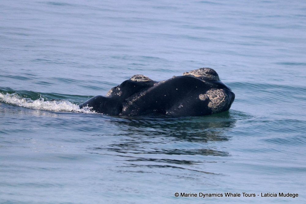 Southern right whale, whale watching, gansbaai, south africa,