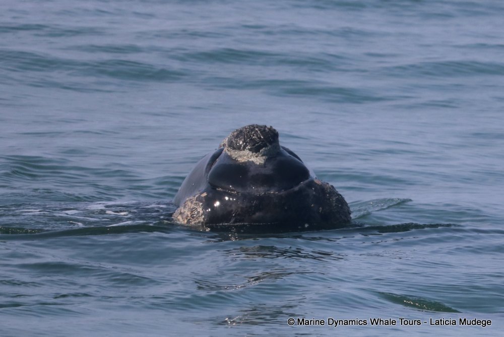Southern right whale, whale watching, gansbaai, south africa,