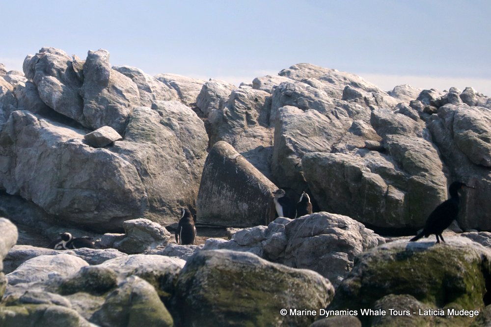 african penguin, whale watching, gansbaai, south africa