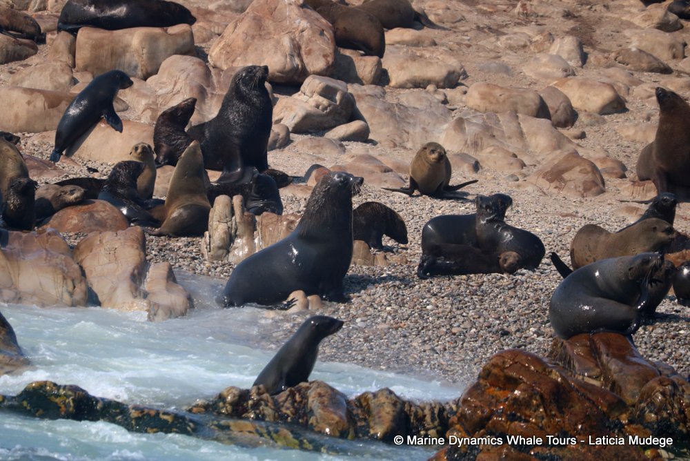 cape fur seal, whale watching, gansbaai, south africa
