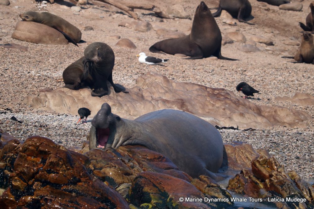 cape fur seal, whale watching, gansbaai, south africa