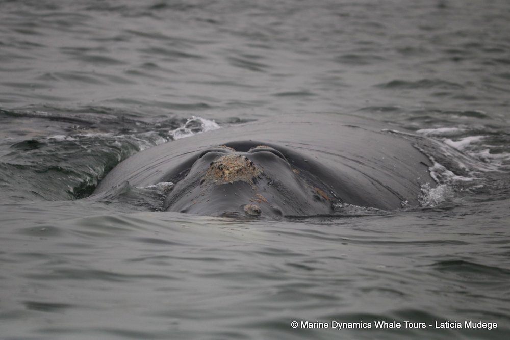 Southern right whale, whale watching, gansbaai, south africa,
