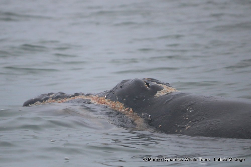 Southern right whale, whale watching, gansbaai, south africa,