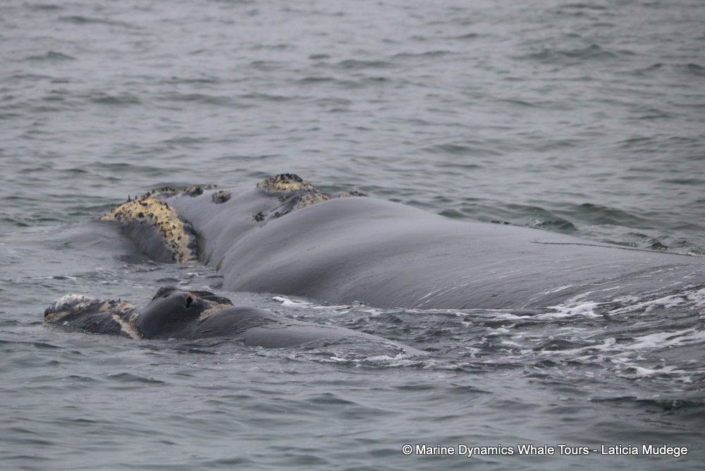 Southern right whale, whale watching, gansbaai, south africa,