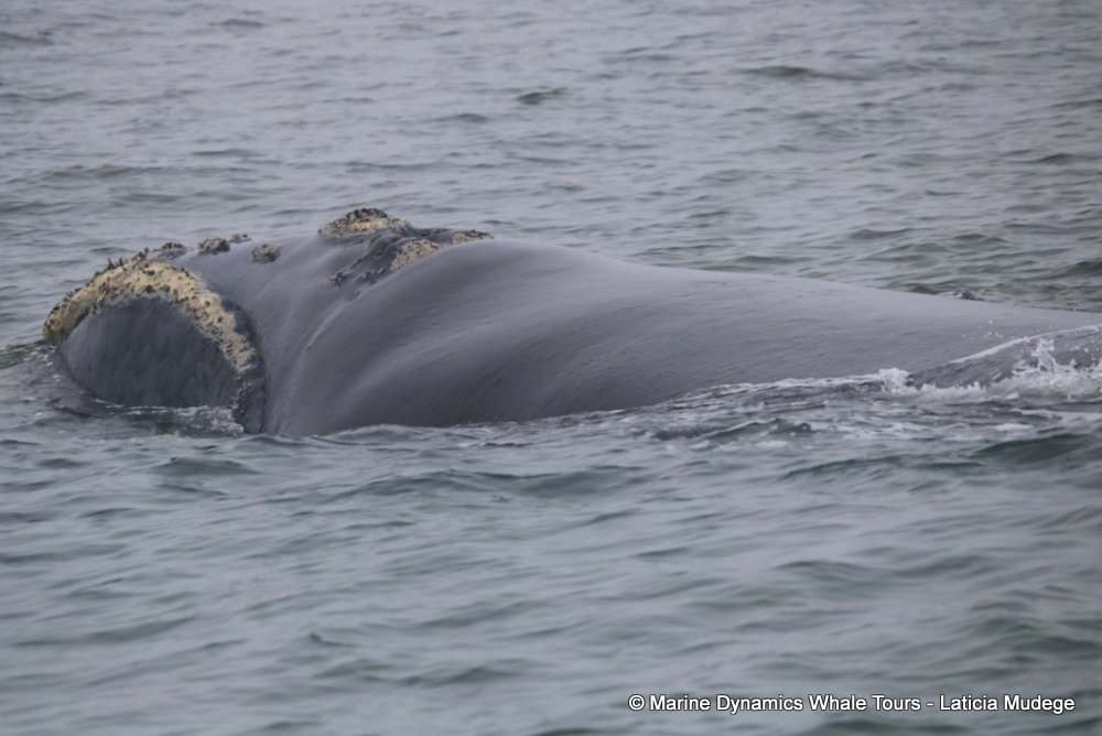 Southern right whale, whale watching, gansbaai, south africa,
