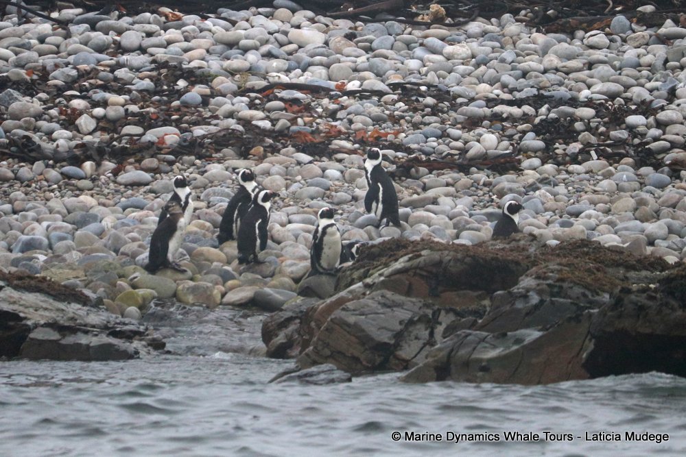 african penguin, whale watching, gansbaai, south africa