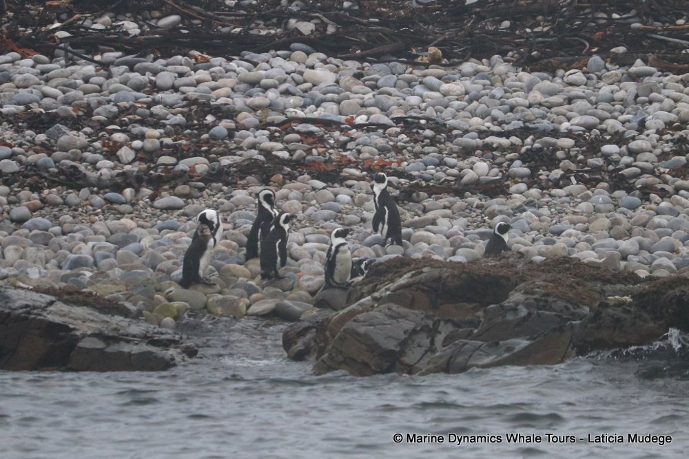 african penguin, whale watching, gansbaai, south africa