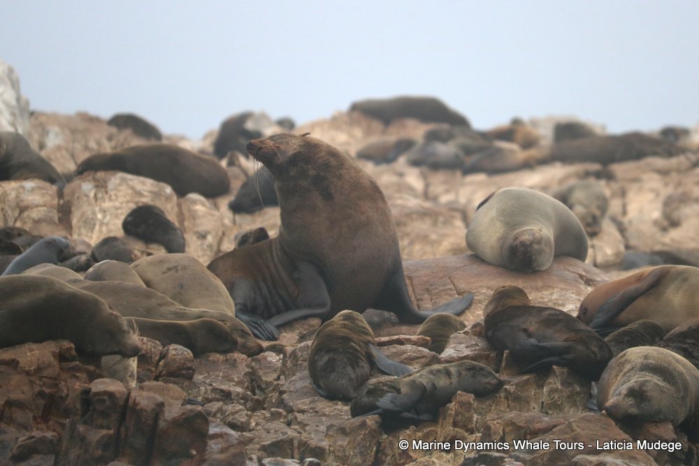 cape fur seal, whale watching, gansbaai, south africa