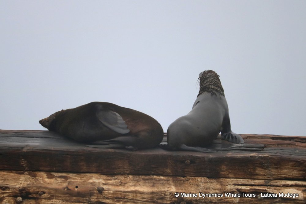 cape fur seal, whale watching, gansbaai, south africa