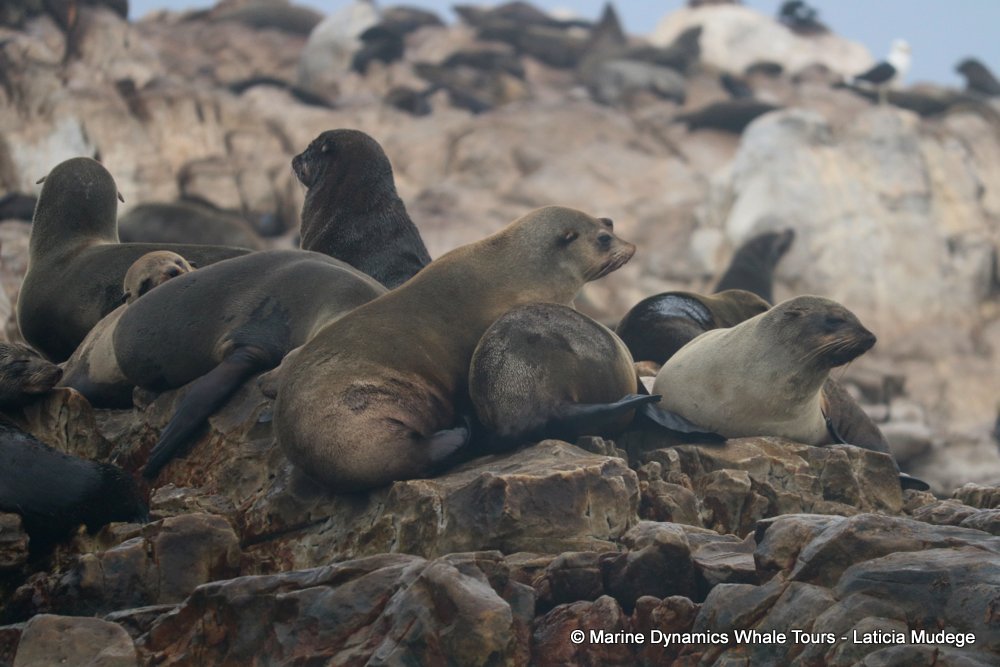 cape fur seal, whale watching, gansbaai, south africa