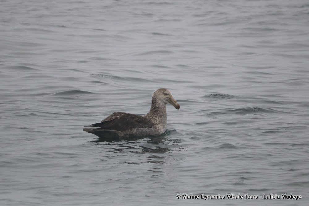 giant petrel, whale watching, gansbaai, south africa,