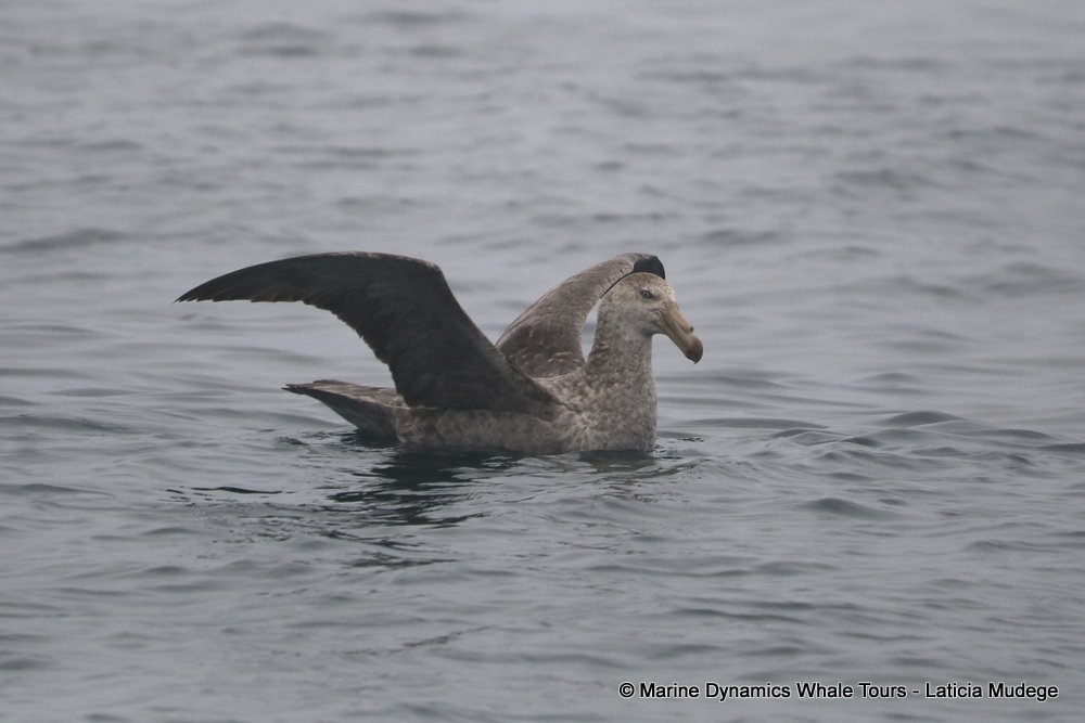 giant petrel, whale watching, gansbaai, south africa,
