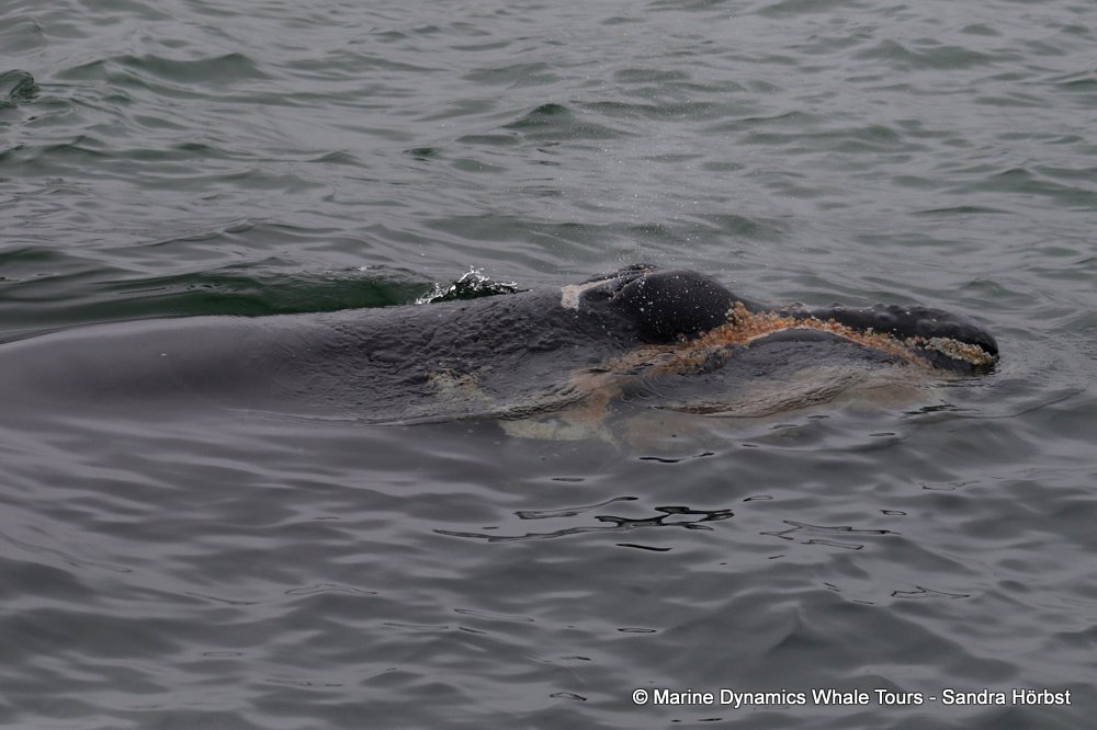 Southern right whale, whale watching, gansbaai, south africa,