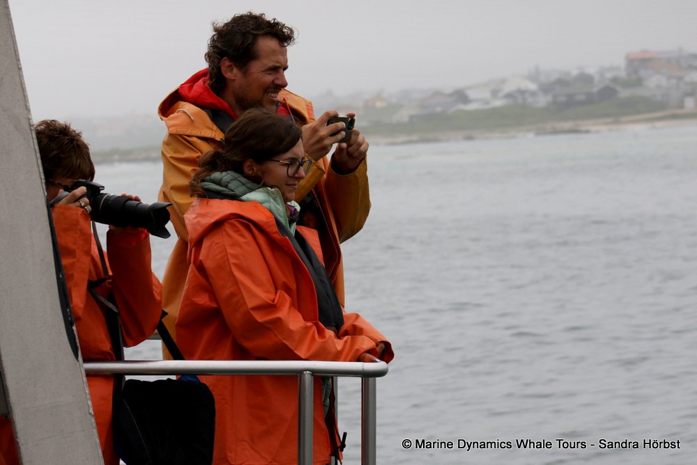 people, whale watching, gansbaai, south africa