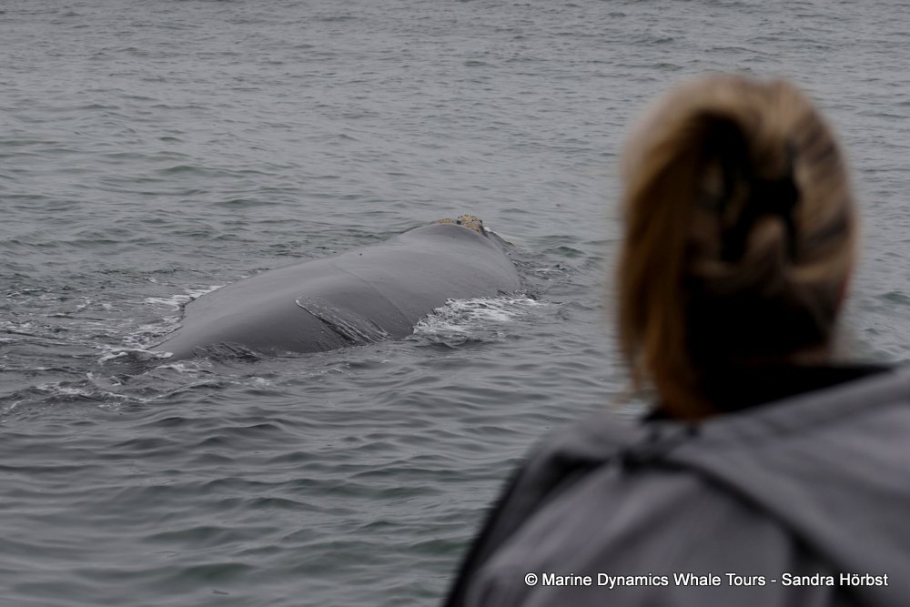 Southern right whale, whale watching, gansbaai, south africa,