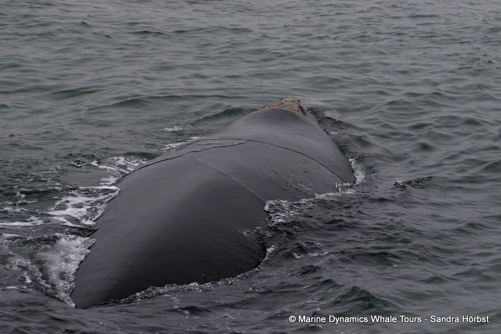 Southern right whale, whale watching, gansbaai, south africa,