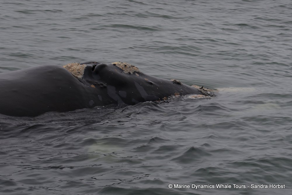 Southern right whale, whale watching, gansbaai, south africa,
