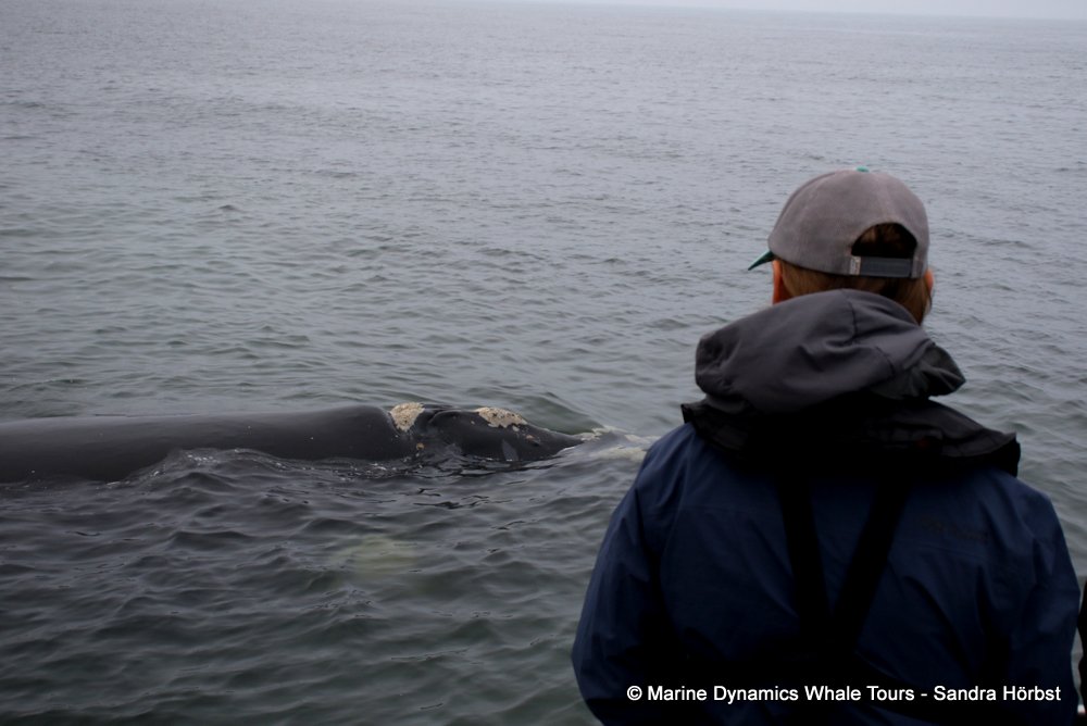 Southern right whale, whale watching, gansbaai, south africa,