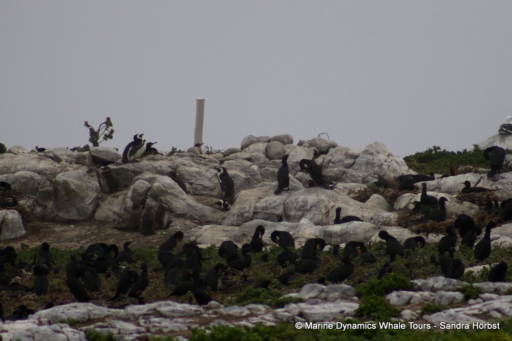 african penguin, whale watching, gansbaai, south africa