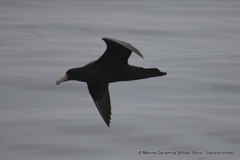 giant petrel, whale watching, gansbaai, south africa,