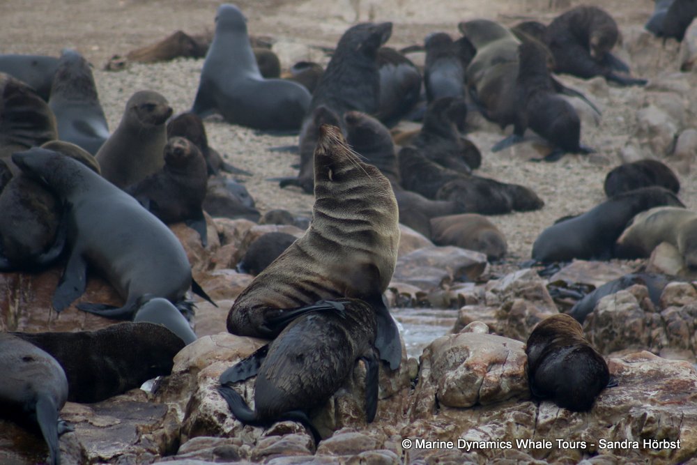 cape fur seal, whale watching, gansbaai, south africa