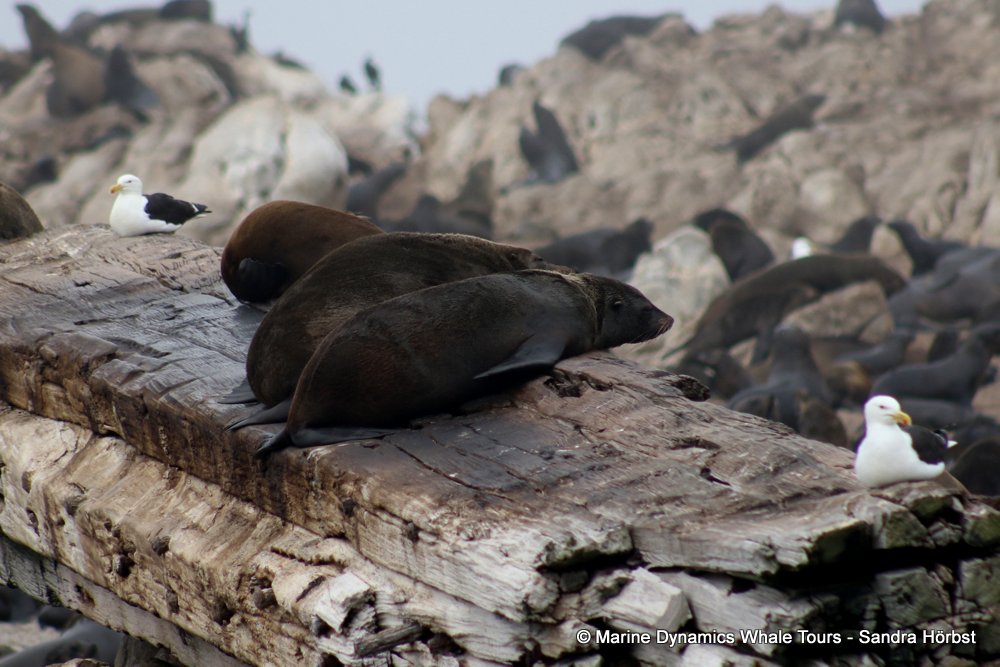 cape fur seal, whale watching, gansbaai, south africa