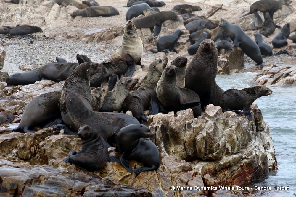 cape fur seal, whale watching, gansbaai, south africa