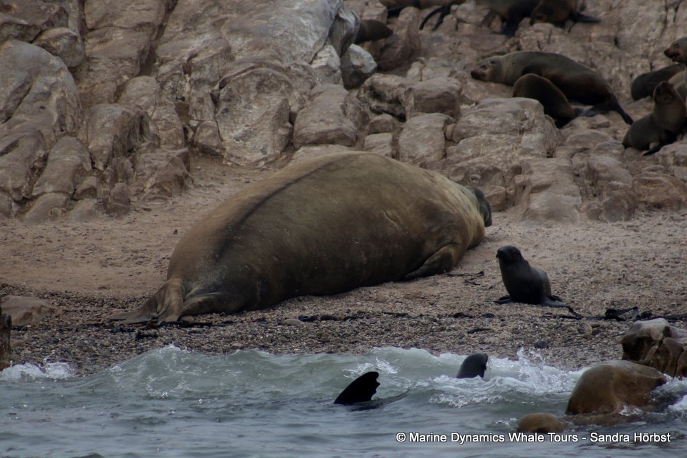 cape fur seal, whale watching, gansbaai, south africa