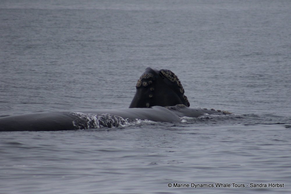 Southern right whale, whale watching, gansbaai, south africa,