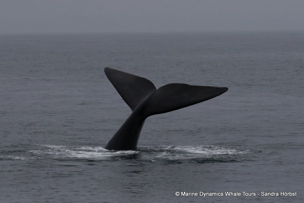 Southern right whale, whale watching, gansbaai, south africa,