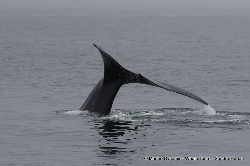 Southern right whale, whale watching, gansbaai, south africa,