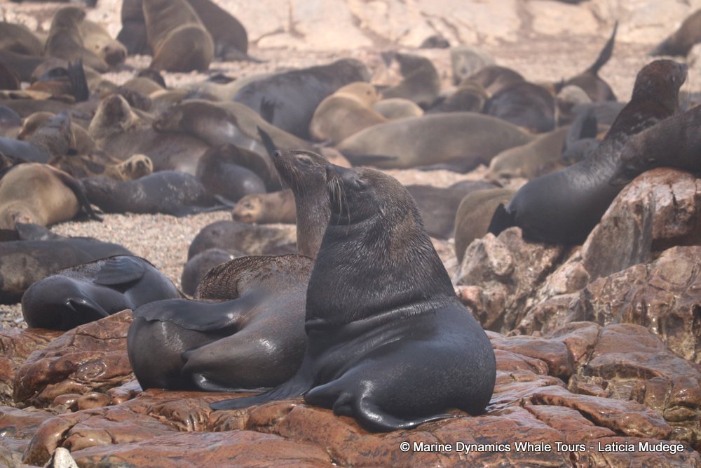 cape fur seal, whale watching, gansbaai, south africa