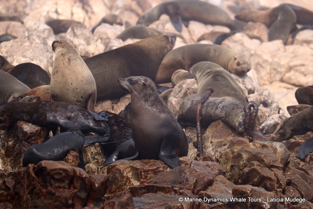 cape fur seal, whale watching, gansbaai, south africa