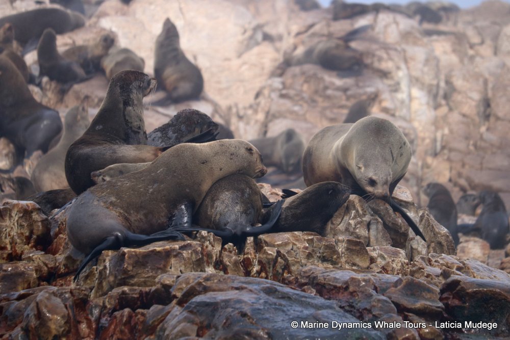 cape fur seal, whale watching, gansbaai, south africa