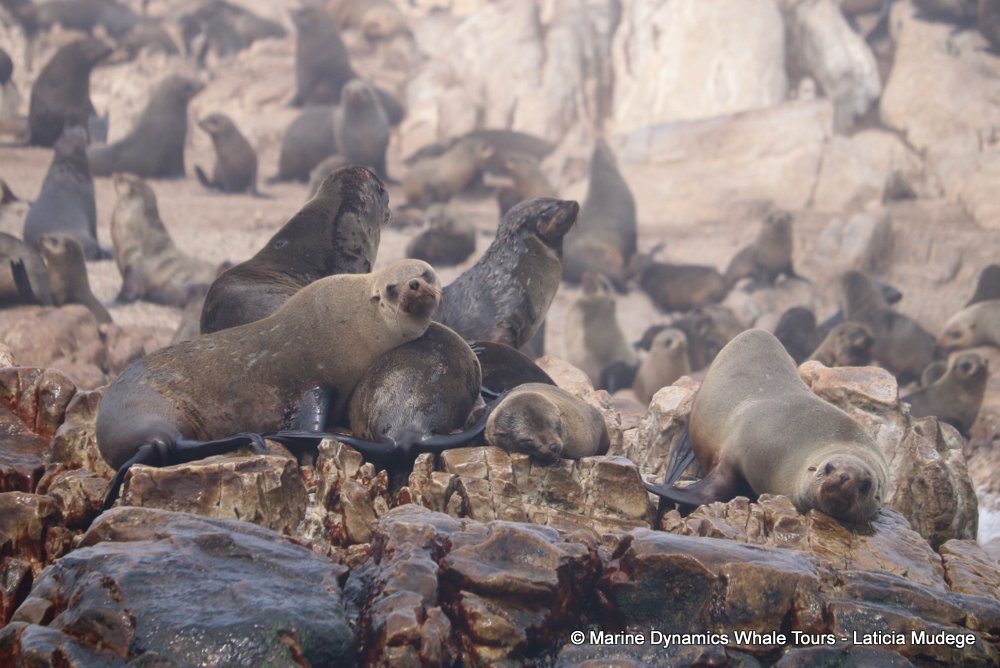 cape fur seal, whale watching, gansbaai, south africa