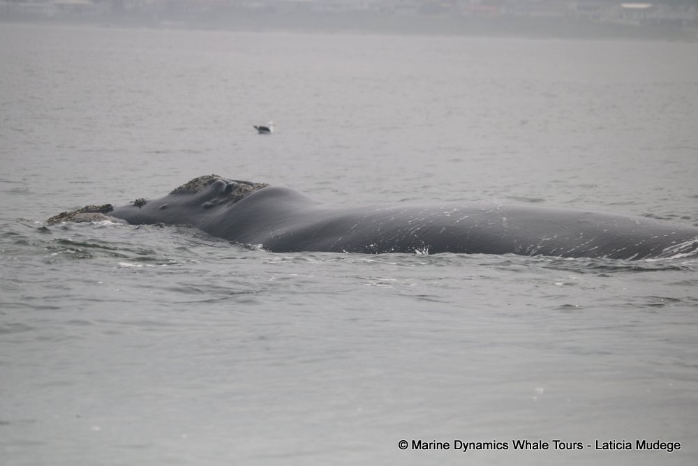 Southern right whale, whale watching, gansbaai, south africa,
