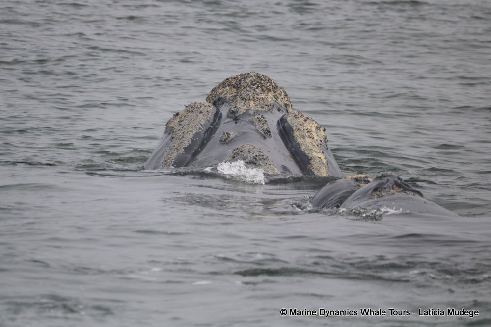 Southern right whale, whale watching, gansbaai, south africa,