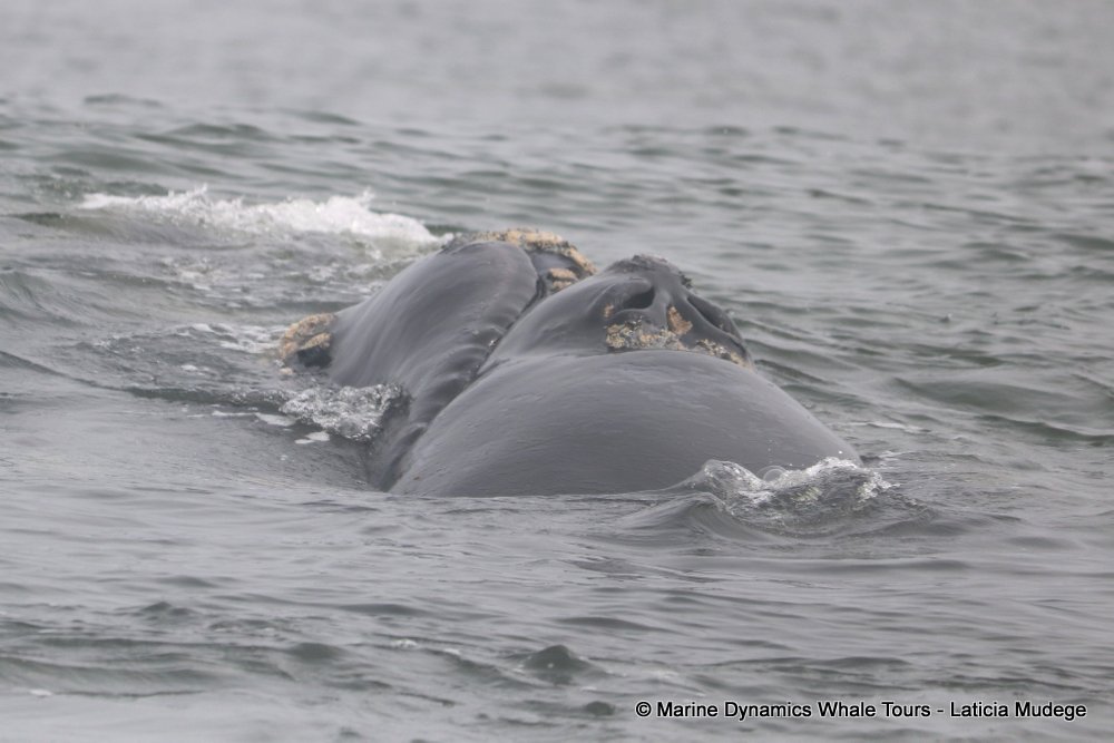 Southern right whale, whale watching, gansbaai, south africa,