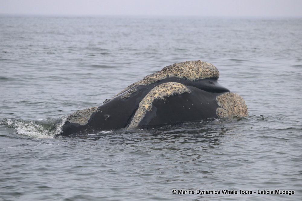 Southern right whale, whale watching, gansbaai, south africa,