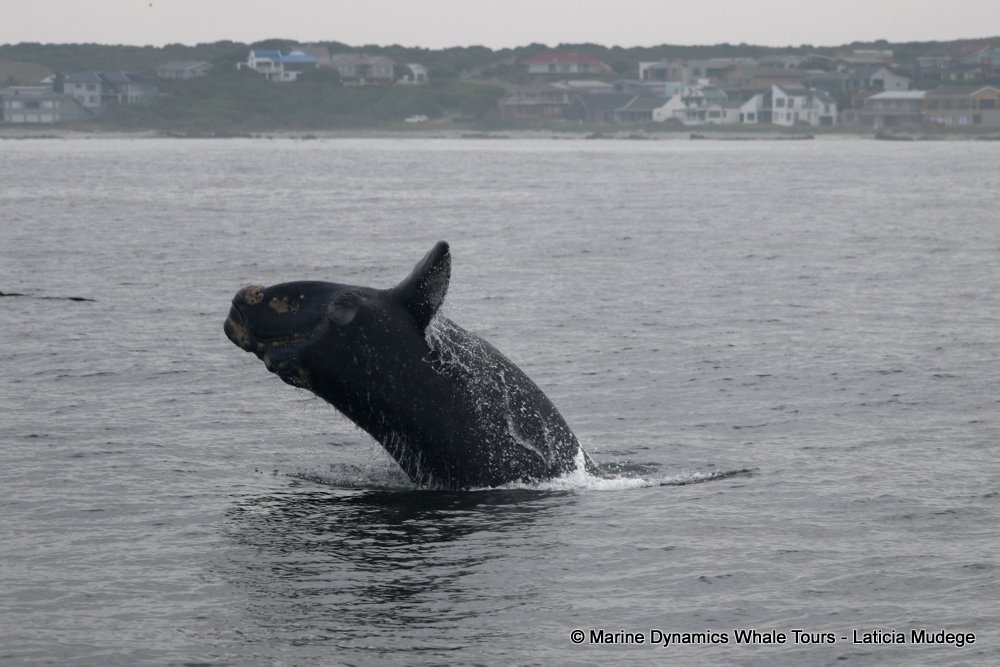 Southern right whale, whale watching, gansbaai, south africa,