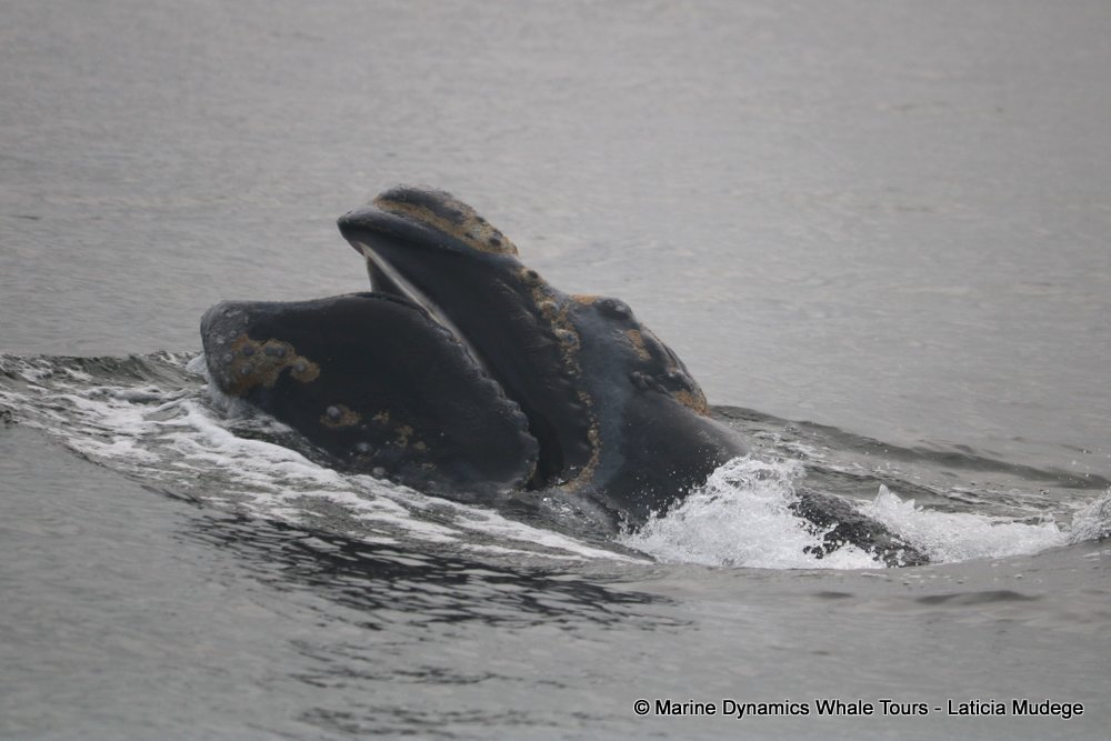 Southern right whale, whale watching, gansbaai, south africa,