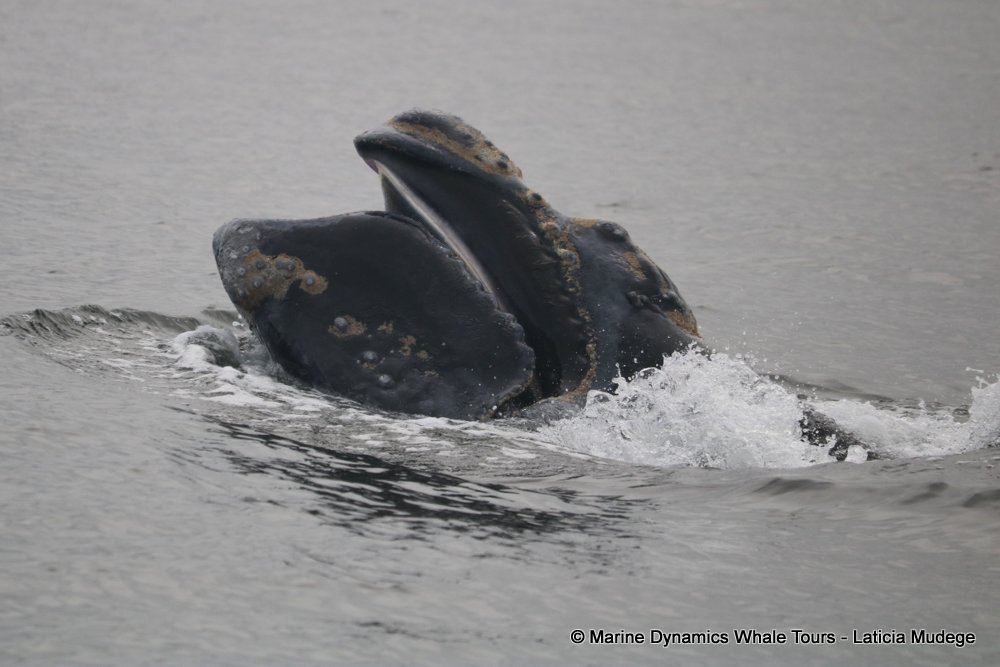 Southern right whale, whale watching, gansbaai, south africa,