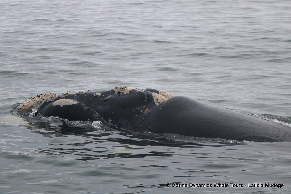 Southern right whale, whale watching, gansbaai, south africa,